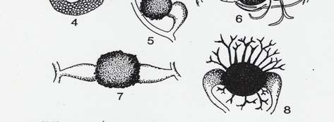 esporângio; c) columela. 1) Abisidia sp.; 2) Mucor sp.