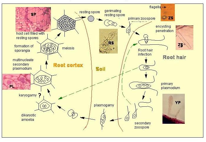 Classe Plasmodiophoromycetes Ordem Plasmodiophorales Os plasmódios se formam no interior das células das raízes e caule das plantas Produzem zoósporos biflagelados Plasmodiophora brassicae Hérnia das