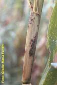 (Physoderma maydis) Importância É observada com relativa freqüência em plantas isoladas de milho, nas nossas condições.