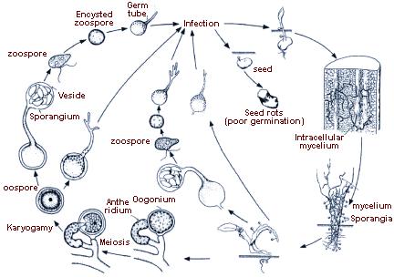 Pythiaceae Os esporângios se formam em hifas somáticas ou em