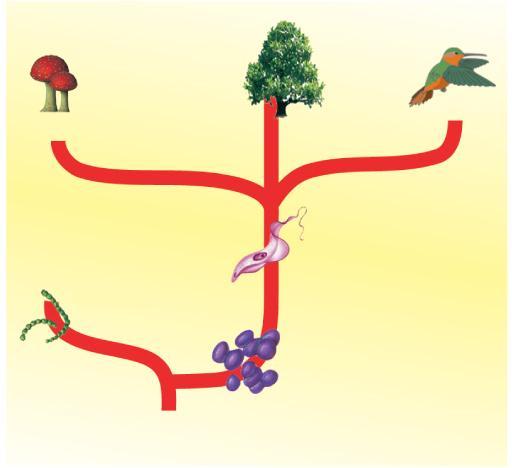 O sistema de seis reinos de Karl Woese Plantae