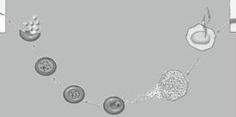 Exercícios Propostos 22 Da teoria, leia o tópico 2. Exercícios de tarefa reforço aprofundamento 06. O agente etiológico da malária ou maleita é: a. o Plasmodium falciparum, um protozoário. b.