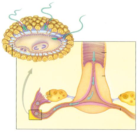 21 241 Fecundação Tuba uterina Biologia Zona pelúcida Células foliculares Ovulação Ovário Útero Vagina Espermatozoides depositados na vagina.