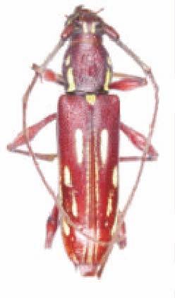 Sphallotrichus setosus; 7)