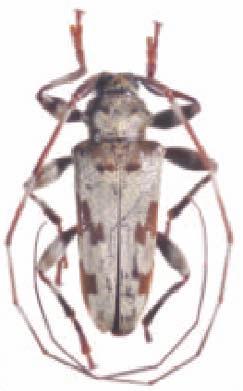 Hippopsis femoralis; 27)