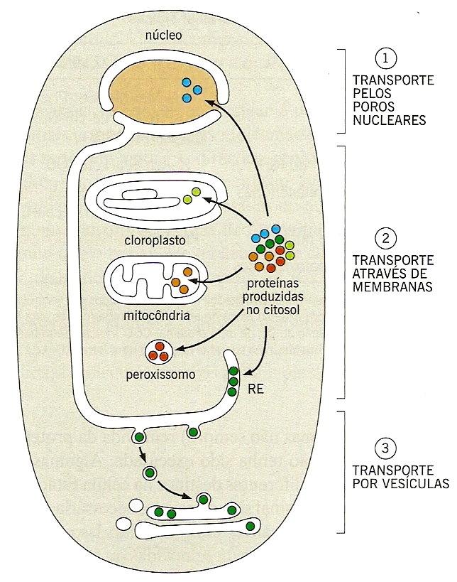 Endereçamento de Proteínas 1. Transporte mediado : importação p/ o núcleo por poros nucleares: funcionam como portões seletivos. 2.