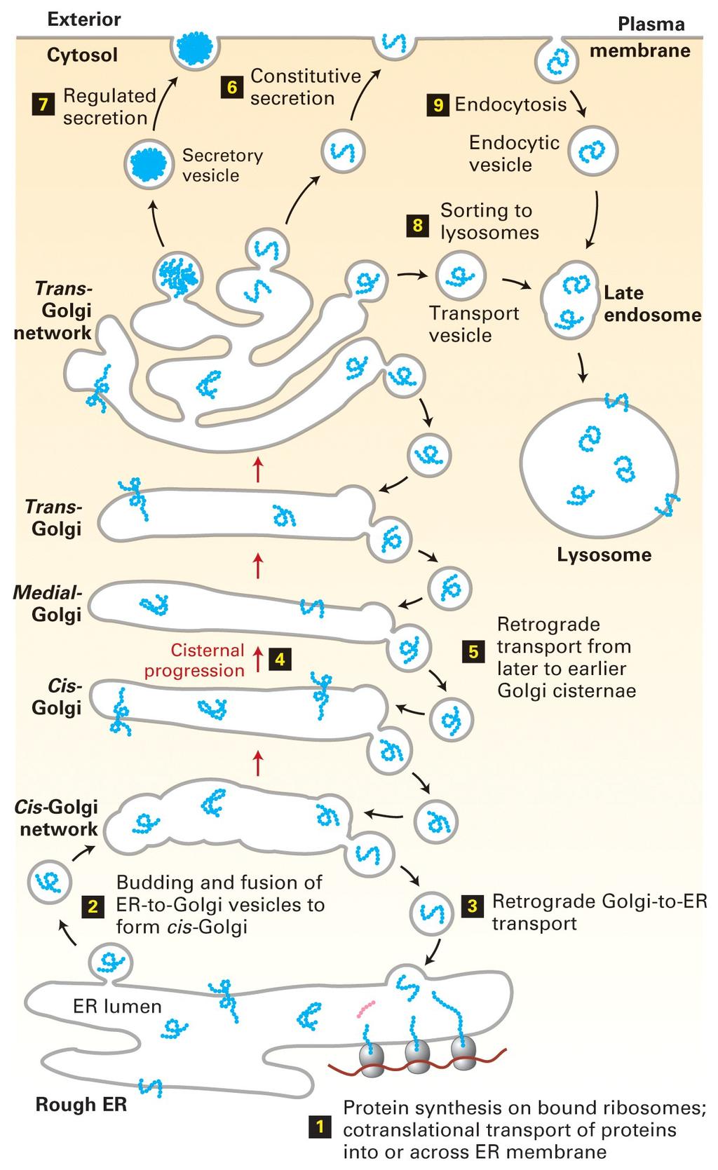 Transporte vesicular: visão geral das vias secretora e endocítica de