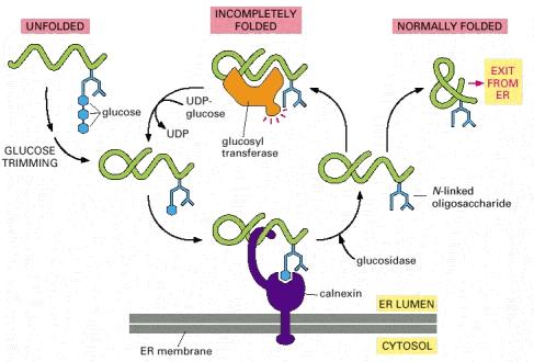 Os oligossacarídeos