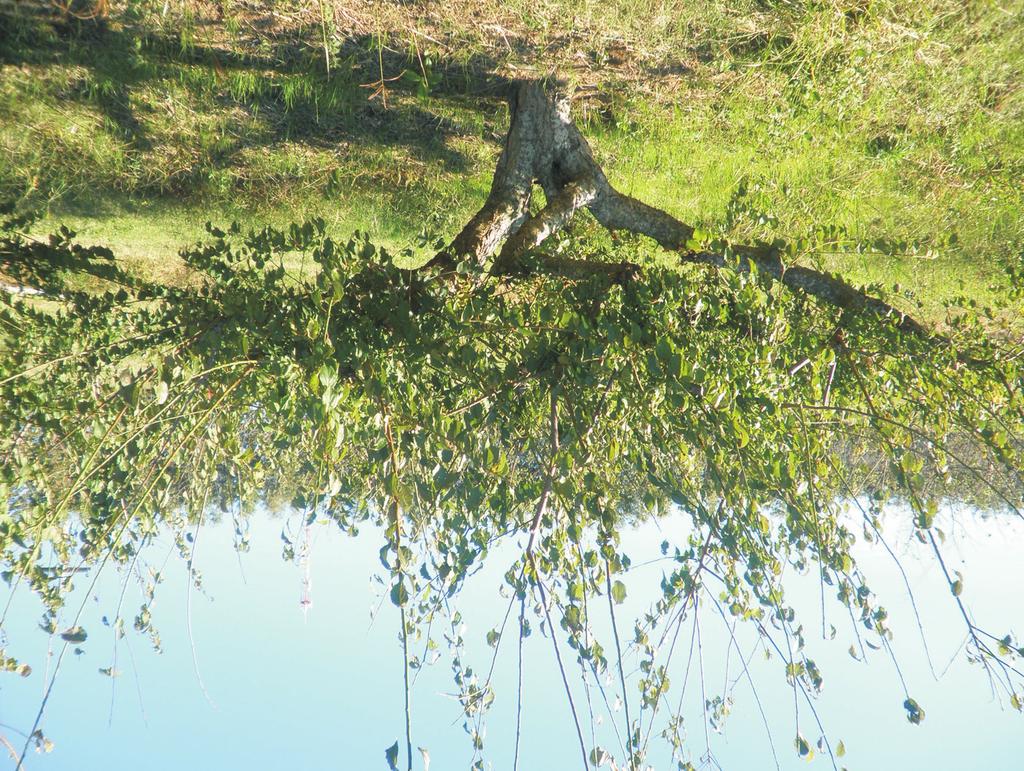 SÉRIEFRUTICULTURA clones de umezeiro a campo, realizados no IAC, revelaram variabilidade genética dos seedlings oriundos de sementes, o que resultou em plantas com acentuadas diferenças de vigor no