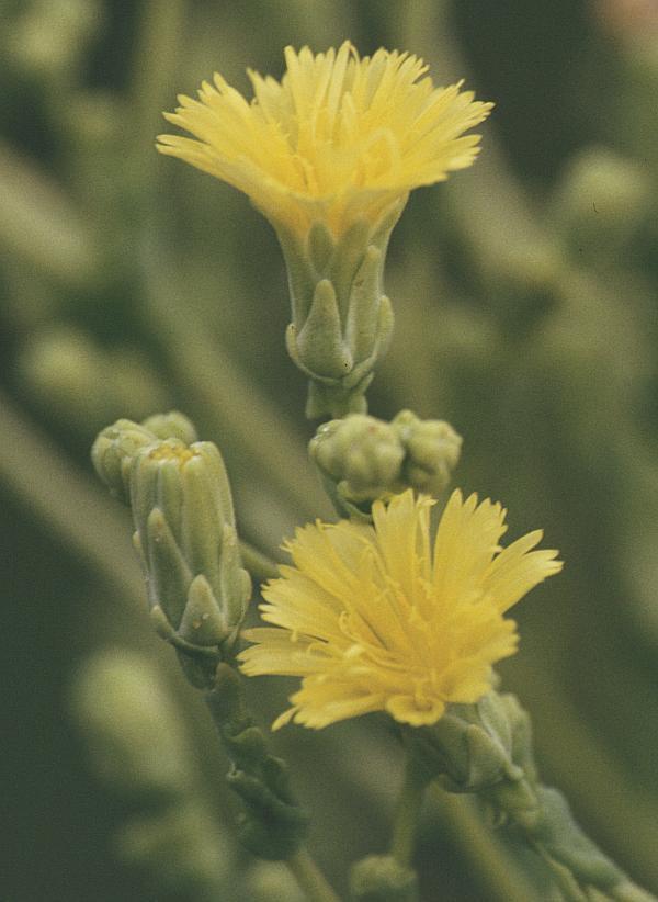 Biologia Floral