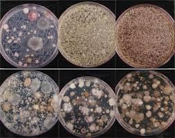 Microrganismos e seus ambientes naturais Populações microbianas derivadas de uma única célula parental. www.chadecomposto.