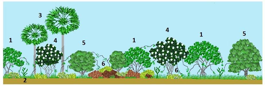 58 Mata aberta A mata aberta pode constituir o estágio intermédio de evolução da vegetação, e foi identificada na Fazenda Experimental da UVA (03º 37 03 S e 40º 18 16 W, 56 m de altitude), no