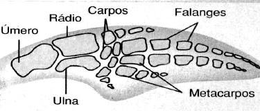 A tabela abaixo mostra as modificações ocorridas na estrutura primária da lisozima desses dois animais, em relação à humana.