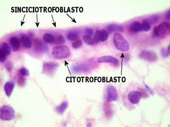 NIDAÇÃO Profileração e diferenciação do trofoblasto: Citotrofoblasto = camada