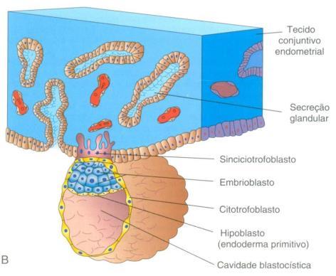Enzimas proteolíticas = erosão dos tecidos maternos Nutrição a partir do tecido