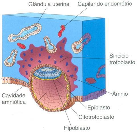 CAVIDADE AMNIÓTICA Amnioblastos = células do epiblasto que se separaram e