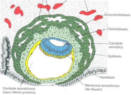 citotrofoblasto Membrana exocelômica + cavidade exocelômica saco vitelino