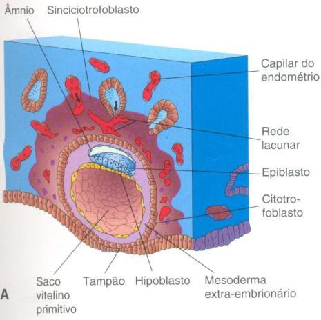 FORMAÇÃO DE LACUNAS surgem as lacunas = cavidades isoladas no sinciciotrofoblasto se comunicam com capilares