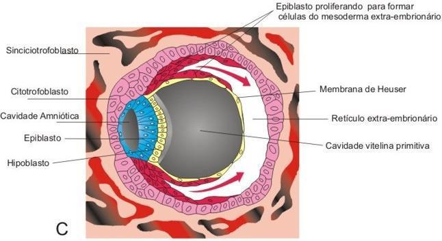 MESODERMA EXTRA-EMBRONÁRIO Ocorre aparecimento de novas células entre o citotrofoblasto e o saco vitelino primitivo forma-se tecido conjuntivo frouxo