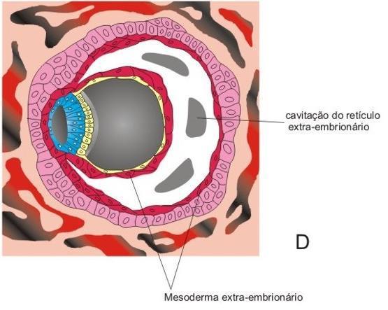 CELOMA EXTRA-EMBRIONÁRIO OU CAVIDADE CORIÔNICA mesoderma extraembrionário cresce = surgem espaços isolados que se fundem = grande cavidade = celoma extra-embrionário Saco vitelino Cavidade amniótica