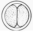 divisões mitóticas repetidas do zigoto, resultando em um
