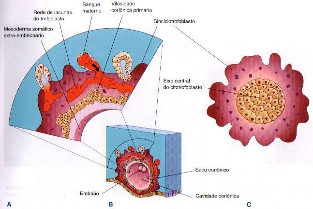 SACO CORIÔNICO Parede: mesoderma extra-embrionário + 2 camadas do trofoblasto (cito e