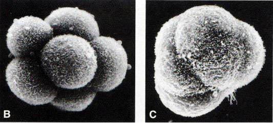 MÓRULA Bomba de Na + ativa nas células do exterior da mórula Na + bombeado para os espaços intercelulares H2O osmoticamente acompanha; H2O se difunde através da ZP para o embrião = acúmulo de líquido