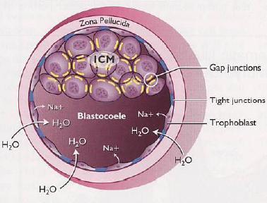 BLASTOCISTO BLASTULAÇÃO Formação de uma cavidade repleta de líquido no centro do embrião = BLASTOCELE Diferenciação celular em 2 populações celulares distintas: