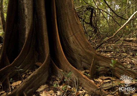 Consolidação territorial Primeira etapa invesjdos R$ 4,5 milhões Reserva Biológica da Mata Escura Parque Nacional da Serra da Canastra Parque Nacional da Serra do Itajaí Parque Nacional de ItaJaia