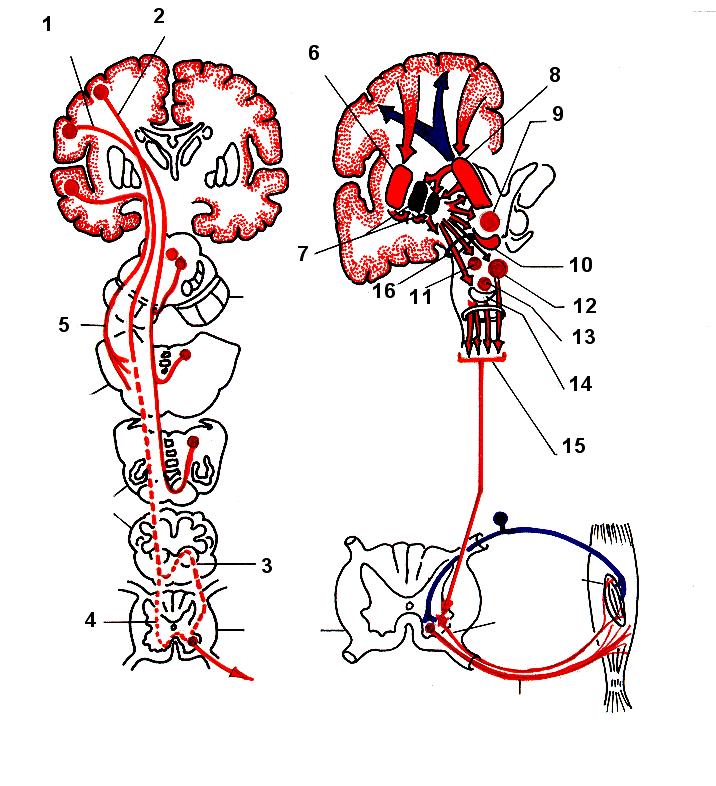 Vias Eferentes Somáticas Voluntárias Corticais FIG.