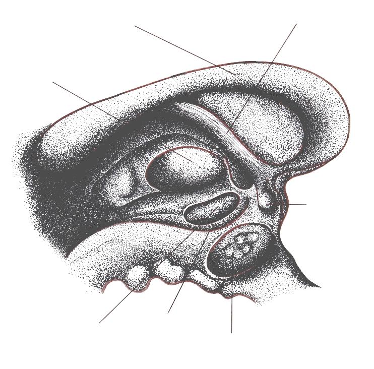 Vista Sagital mediana das Comissuras: do Corpo Caloso, do Fornix e anterior, no Hemisfério Cerebral esquerdo do Tálamo e do Hipotálamo.