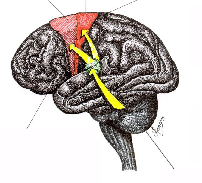 Áreas Corticais Motoras Área: M-Ia Área motora suplementar ( 6 ) Córtex motor primário ( Área 4 ) Área: M-Ip Sulco Central Área pré-motora (6) Núcleo ventral lateral do tálamo, através do qual o