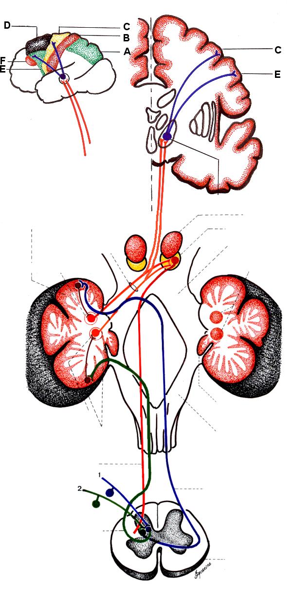 Vias Espino-cerebelares ( 1 ): Direta, ( 2 ): Cruzada e ( 3 ): Interpósito- Páleo-rúbrica -Tálamo-Cortical. Superfície lateral do Hemisfério esquerdo.