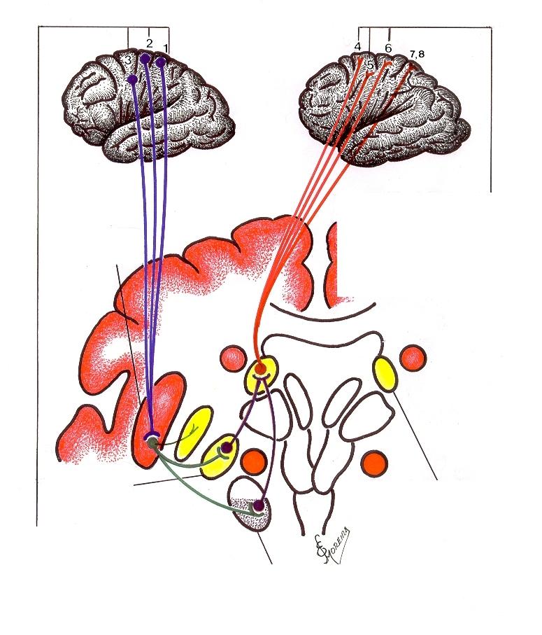 Desenho Esquemático da Alça Motoresquelética Putamen (Striatum Dorsal) Áreas alvo: 4-Motora suplementar ( 6 ) 5- Pré-motora ( 6 ) 6-Motora primária ( 4 ) 7- Somatossensorial ( 3, 1 e 2 ) 8- área