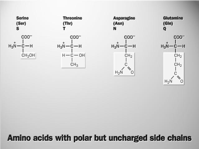 NH2-CO-CH2-CH2- CH (NH2)- COOH 17 18 Aminoácidos polares neutros cadeias laterais apresentam grupos polares que formam ligação hidrogênio com a água, tornando os mais solúveis que os não polares;