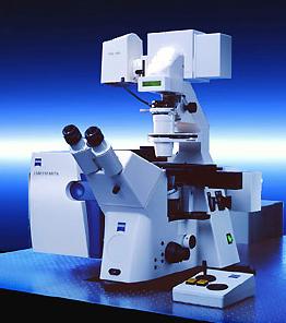 Imunofluorescência para citoesqueleto Microscopia confocal 24h Adição das drogas 24h PBS