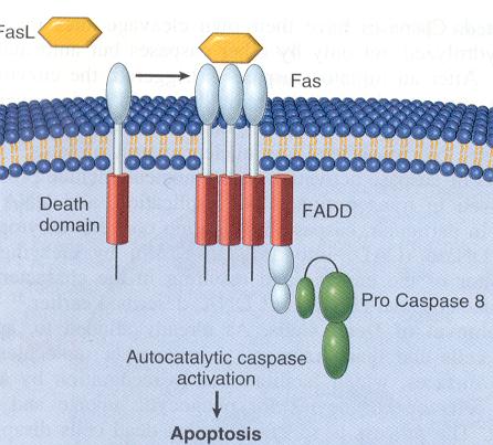 MECANISMOS MOLECULARES Via extrínsica Ativação de pro-caspases pelo TNF-α e Fas ligante.