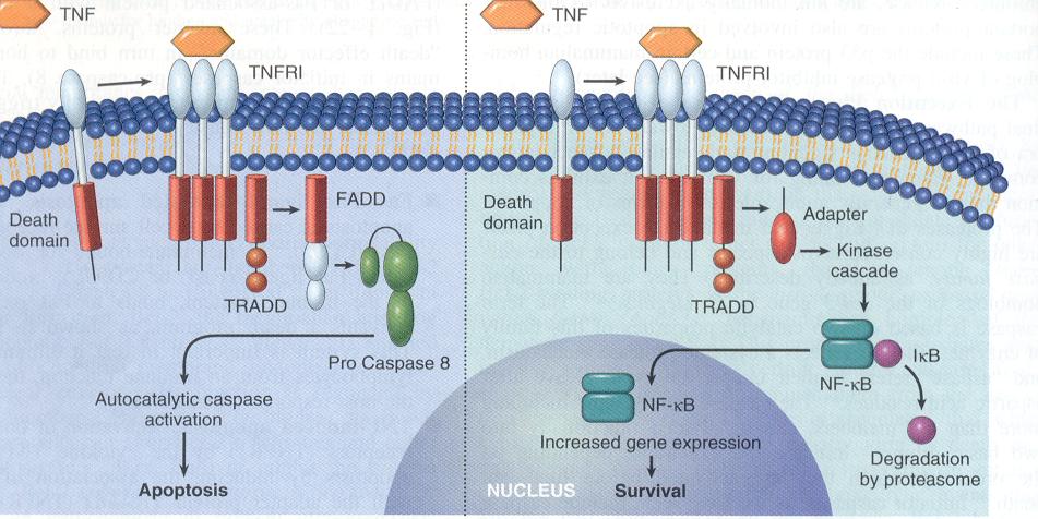 MECANISMOS MOLECULARES Via extrínsica Apoptose induzida por TNF TNF R1 TRADD FADD