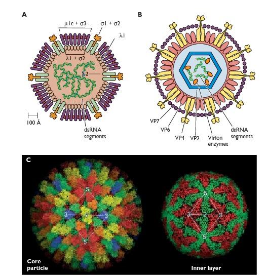 Estrutura dos membros da Reoviridae