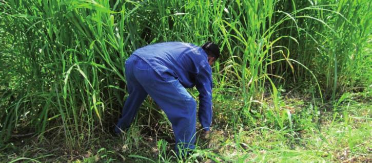 Atenção: Todos os aspectos citados acima devem ser avaliados por um técnico da extensão rural.