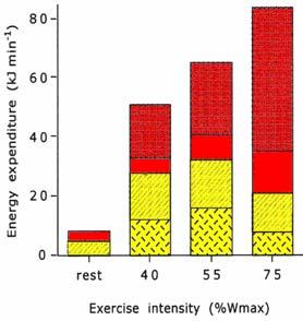 Em jejum (e em repouso ou com exercícios de baixa intensidade) o consumo de glicose é mais baixo que e o de lipídeos. Loon et al. (2001) J Physiol 536: 295-304.