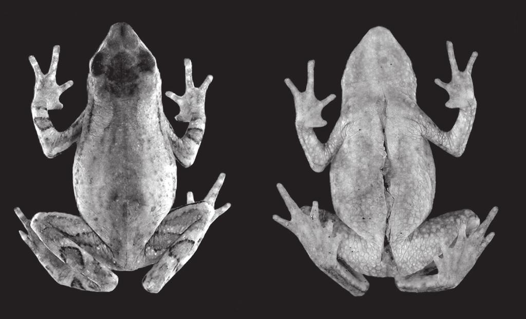 cruz, C. A. G. and Fusinatto, L. A. 23 Dendrophryniscus sp. Garcia and Vinciprova, 2003. Dendrophryniscus berthalutzae (non Izecksohn, 1994 1993 ): IUCN et al., 2006 (partim).