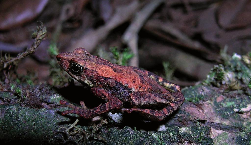 24 A new species of Dendrophryniscus developed in D.