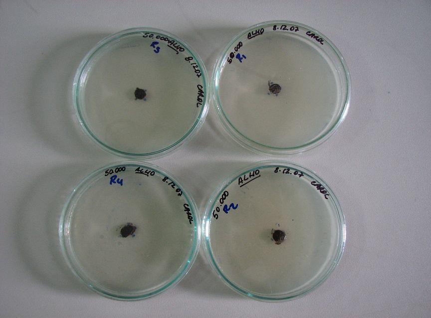 16 Essas placas foram avaliadas a partir da repicagem do fungo até o 10 o dia. A mensuração do diâmetro ocorreu com auxílio de paquímetro de precisão de marca Vonder.