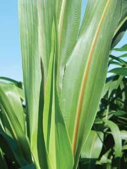 A ECELÊNCIA EM SORGO DE CORTE E PASTEJO SORGO Tecnologia BMR "brown mid rib". Alta eficiência alimentar pela maior digestibilidade das fibras. Significa mais leite e mais carne por hectare.