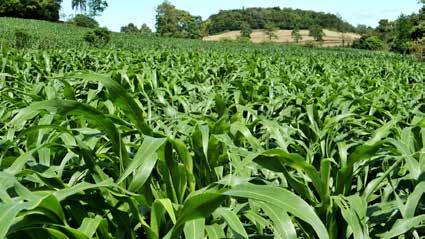 RUSTICIDADE E PRODUTIVIDADE EM SORGO DE CORTE E PASTEJO Grande capacidade de rebrota e perfilhamento, que garantem a produção de massa verde em vários cortes durante as estações mais quentes do ano.