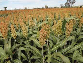 PRODUTIVIDADE E FLEIBILIDADE EM SORGO GRANÍFERO SORGO Híbrido com ciclo precoce e com flexibilidade de plantio, tolerante ao acamamento e às principais doenças do sorgo, além de muito sadios, sem