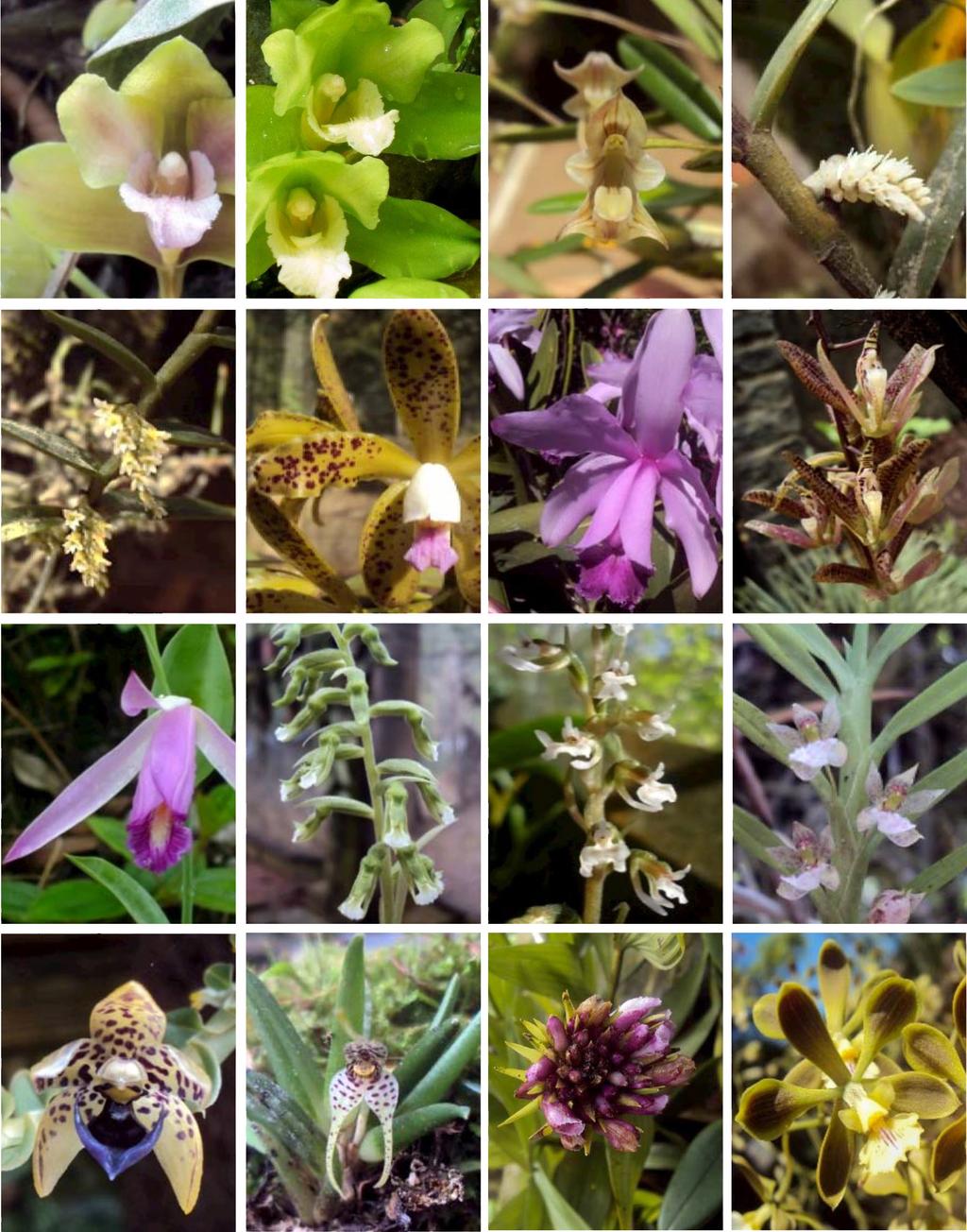 82 LANKESTERIANA Figure 5. From top left to bottom right: Bifrenaria inodora. B. inodora var. alba. Bulbophyllum napellii. Campylocentrum densiflorum. C. pauloense. Cattleya guttata. C. intermedia.