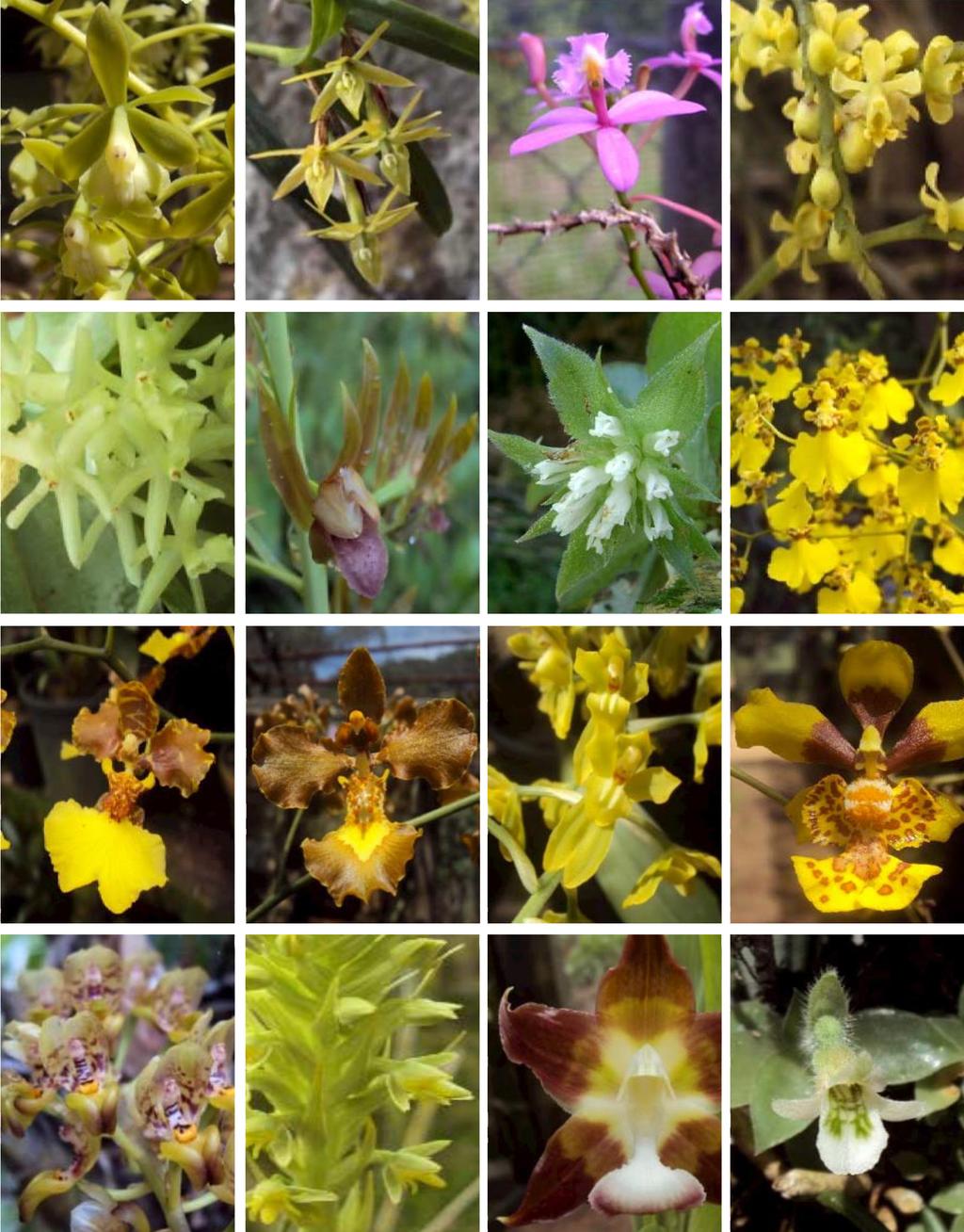 caetano et al. Updated checklist of the Orchidaceae of Benedito Novo 87 Figure 6. From top left to bottom right: Epidendrum densiflorum. E. ramosum. E. secundum. E. tridactylum. E. vesicatum.