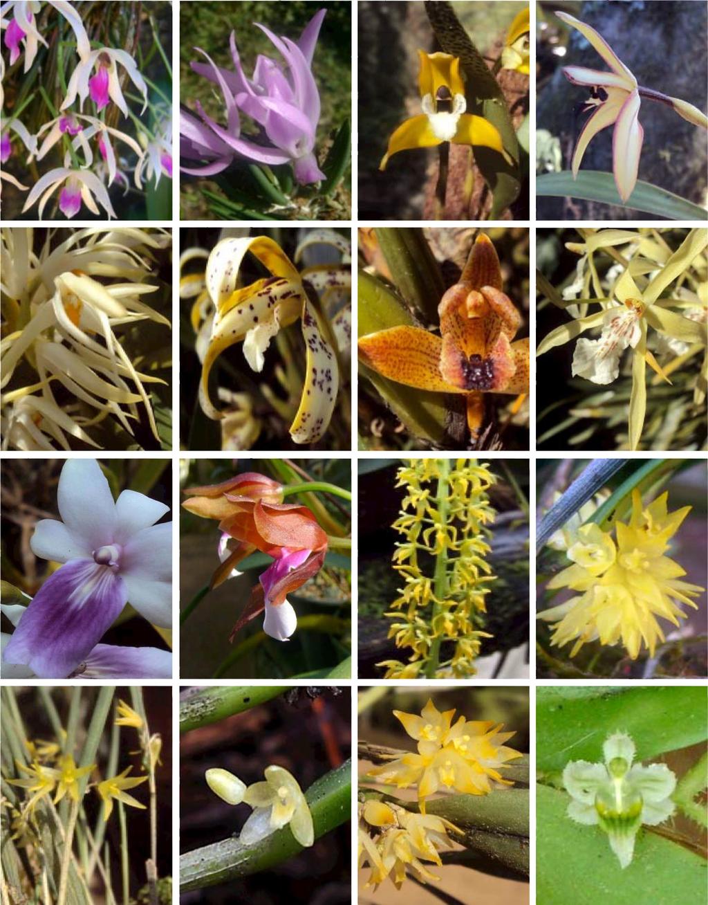 88 LANKESTERIANA Figure 7. From top left to bottom right: Leptotes bicolor. L. unicolor. Maxillaria chrysantha. M. marginata. M. ochroleuca. M. picta. M. subulata. Miltonia falvescens.